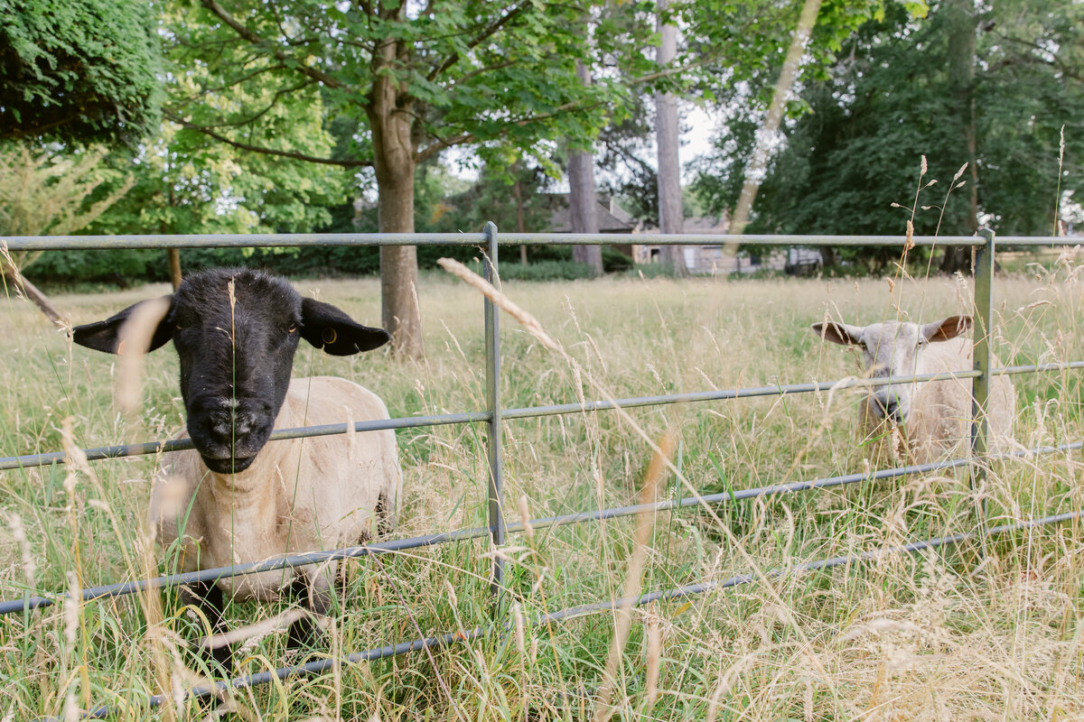 Cotswolds-146