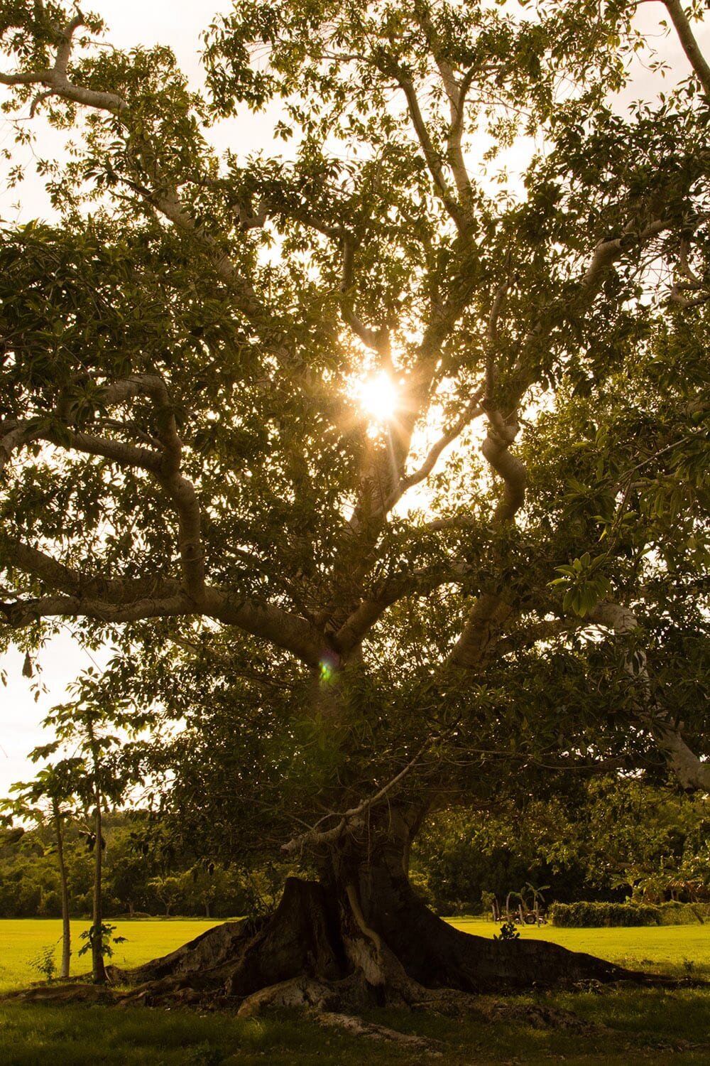 2-Careyes-Mexico-Private-Events-Venues-Beneath-the-Trees-0963