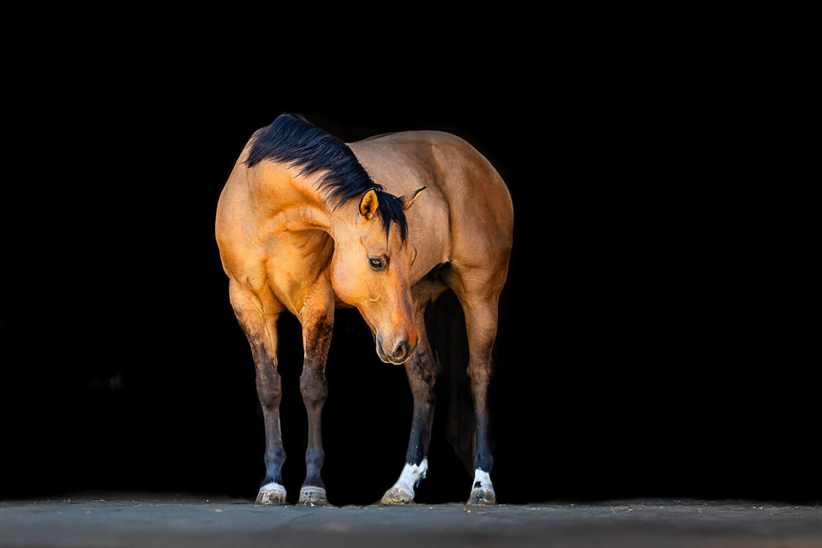 El-Paso-Texas-Black-Background-Horse-Photographer-008