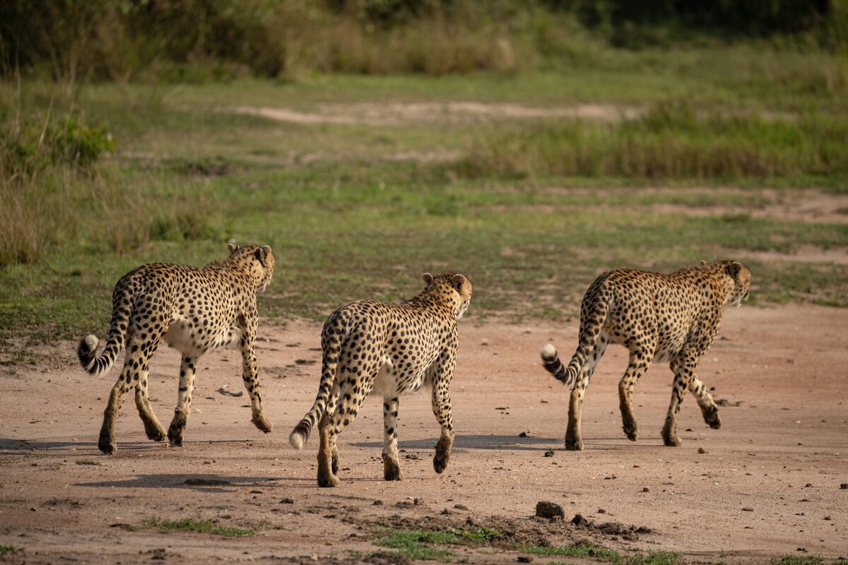 TAASA Safari (12)