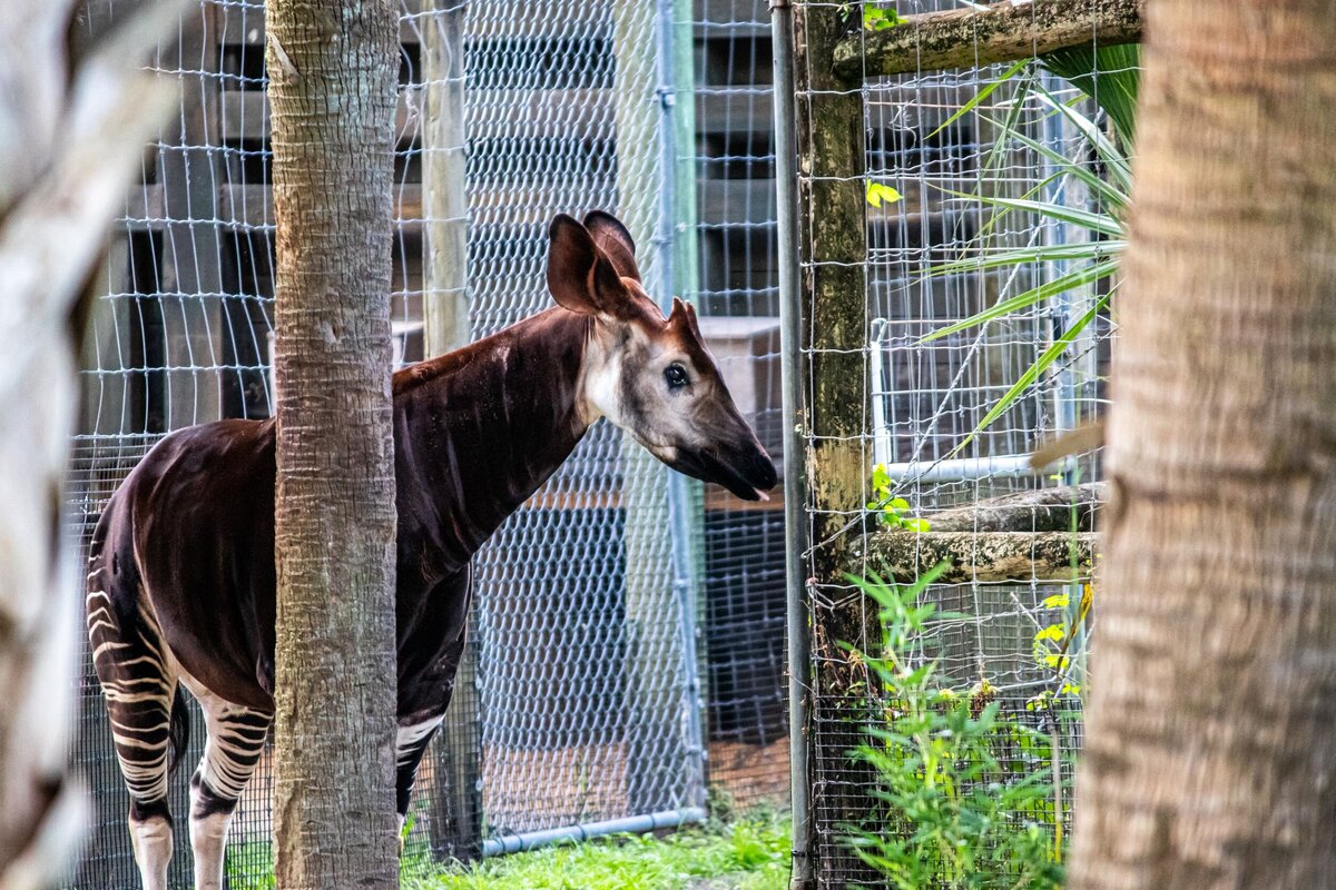 okapi-d4aa30c0-2500