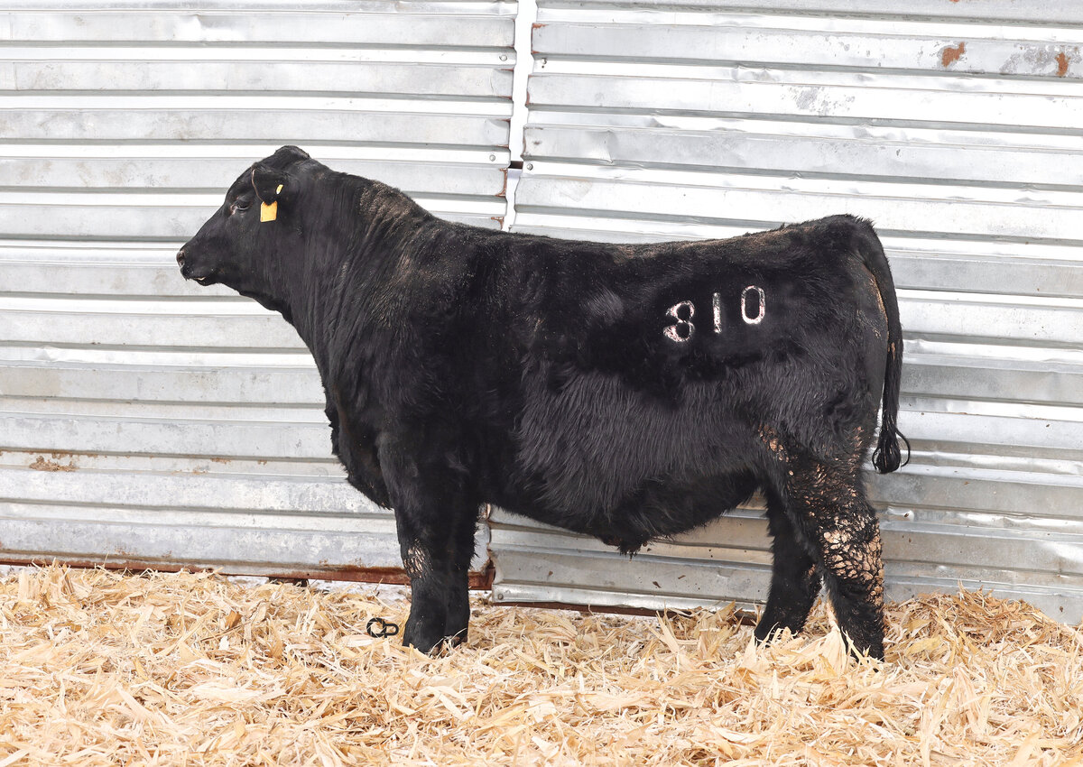 Sonstebo - 810 (L)