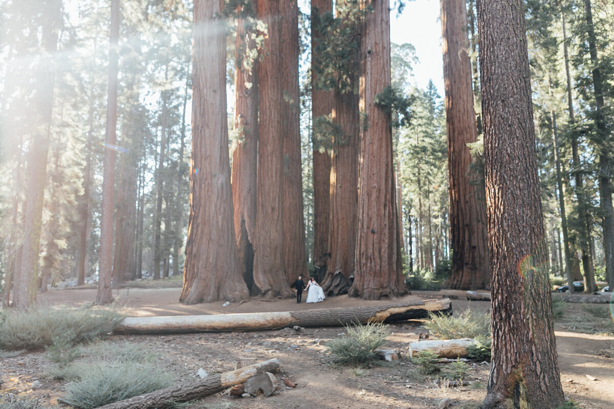 californiaelopement-sequoianationalparkelopement-redwoodelopement-45