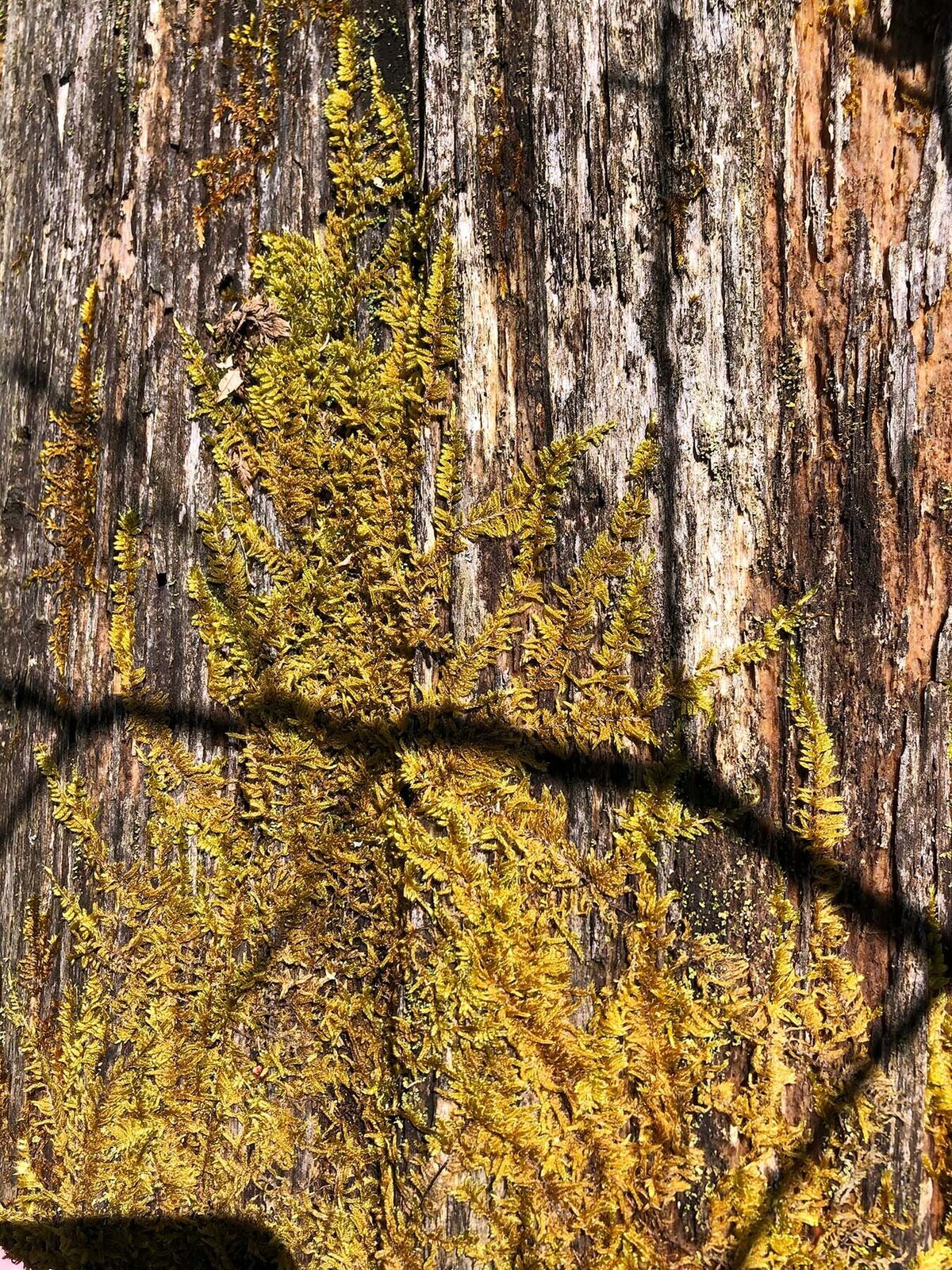 CCC_Estuary_45