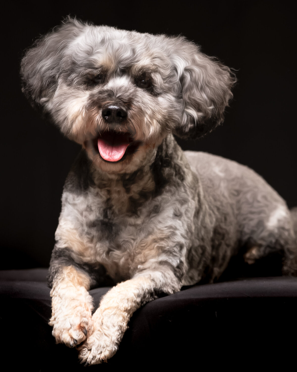 seattle-pet-photographer-4