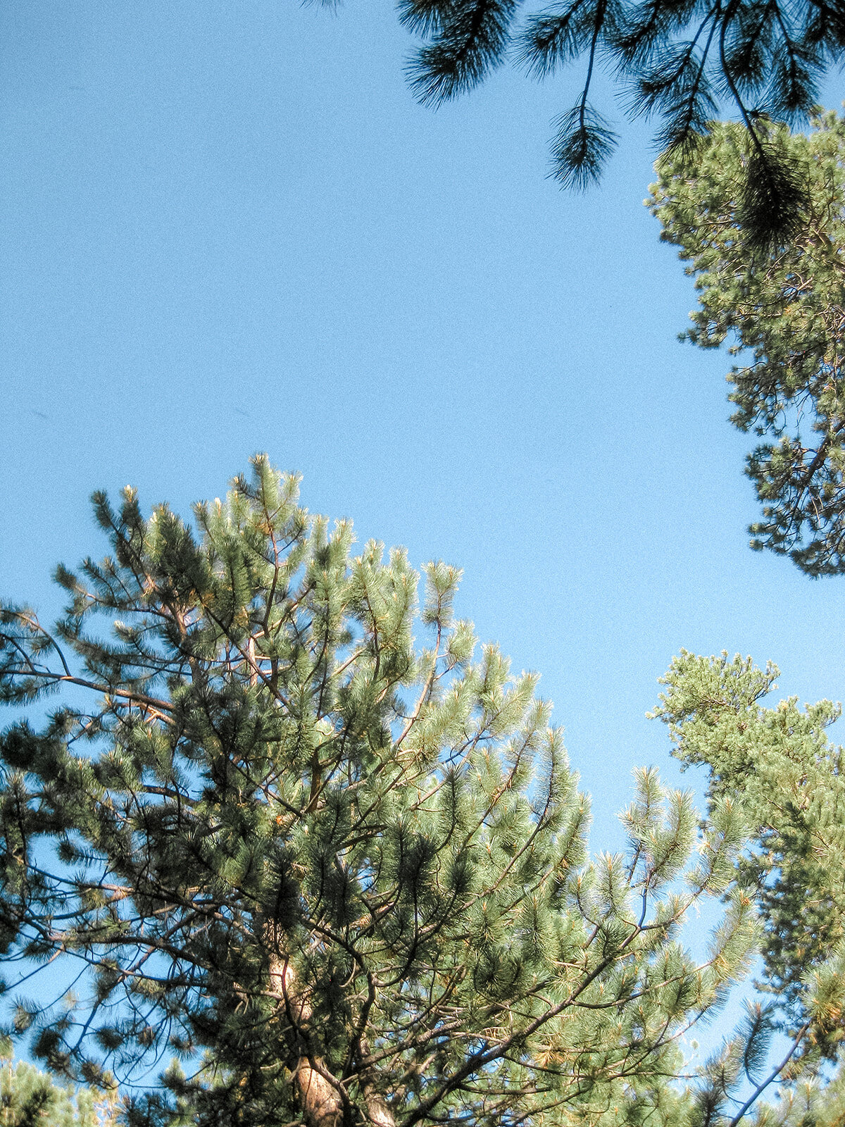 A scenic view of tall pine trees reaching up towards a clear blue sky, capturing the serenity and natural beauty of the forest.