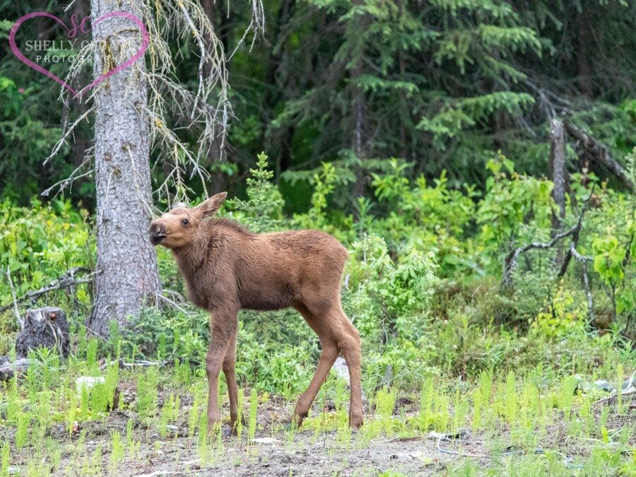 Alaska Moose