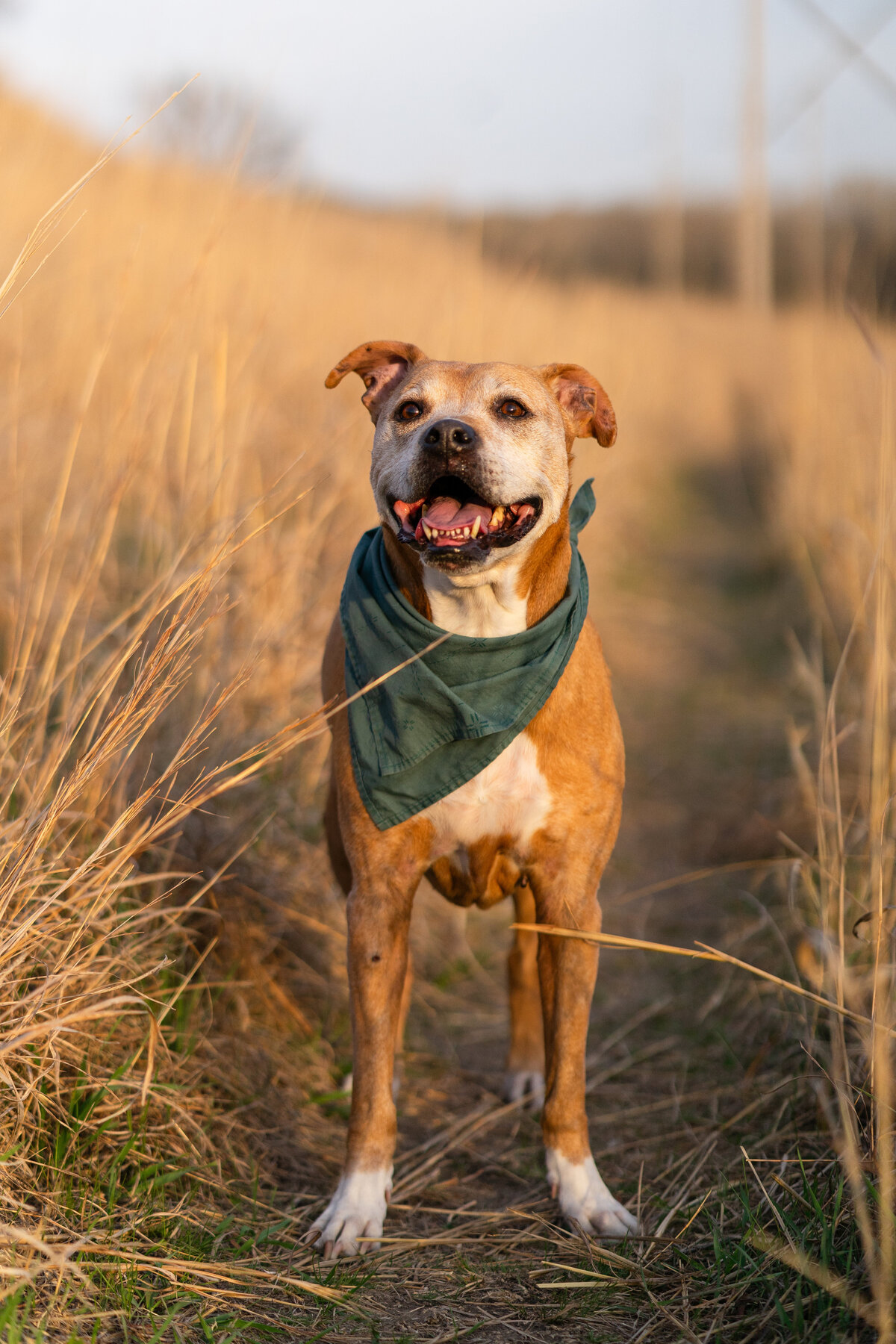 Folsom point (5 of 41)