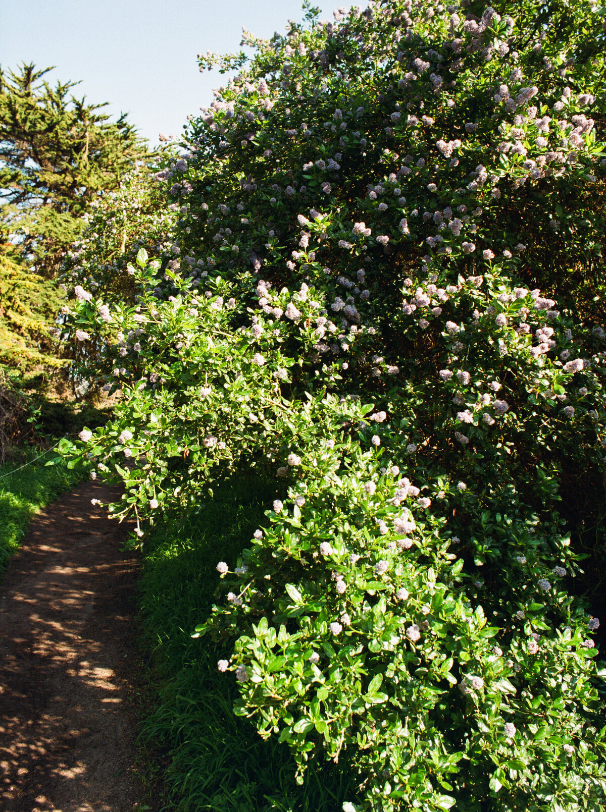 A lush green bush thriving beside a sunlit hiking trail in Point Lobos, Carmel, California — captured in a natural, unposed moment by Kate Winters Photography, a film wedding photographer.
