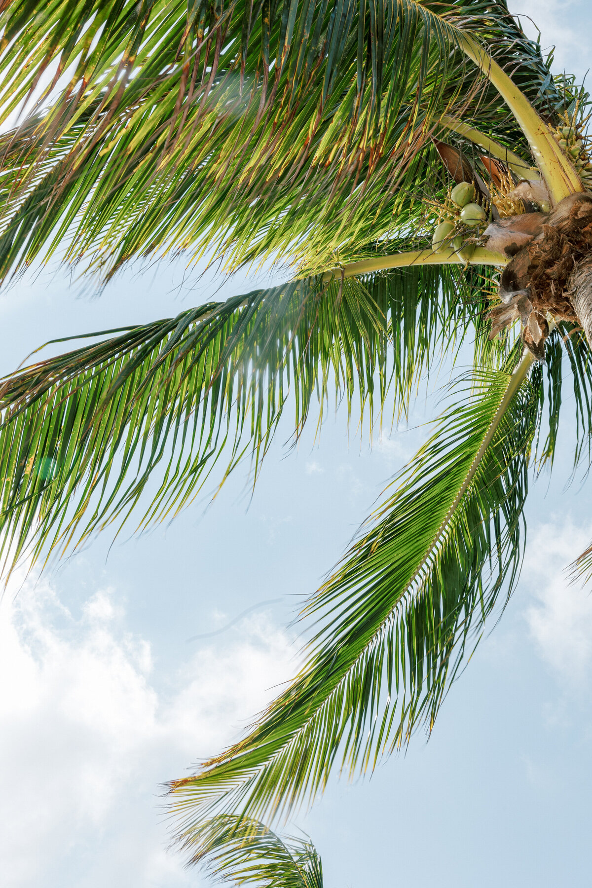 Palm tree view in Cancun at destination wedding captured by Philadelphia wedding photographer.