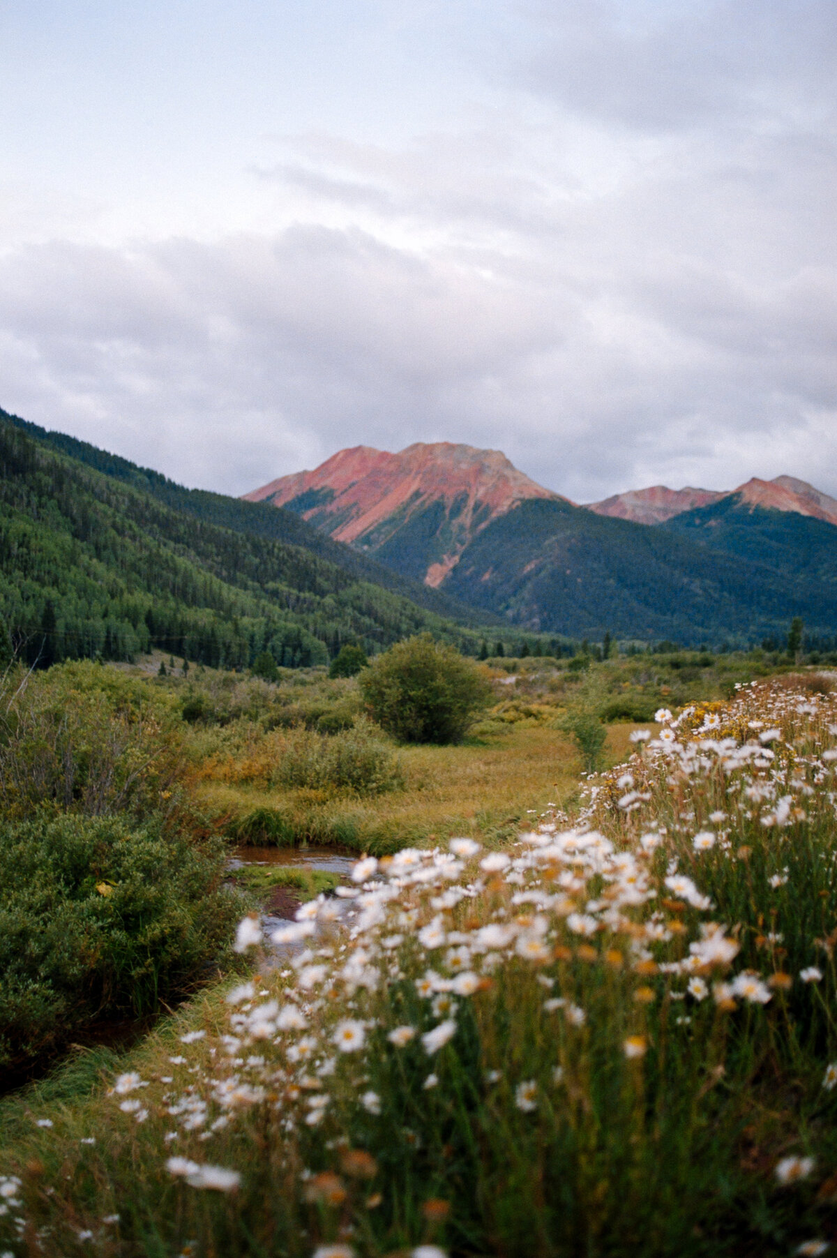 Million Dollar, Red Mountain Wildflowers