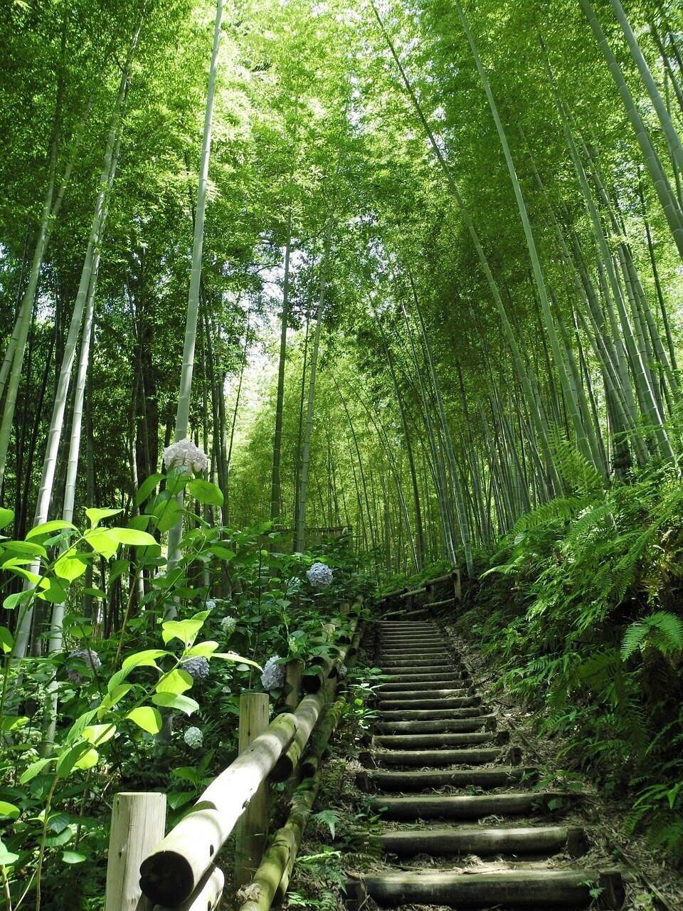 A wooden stairway leading up hill through a very green bamboo covered hillside.