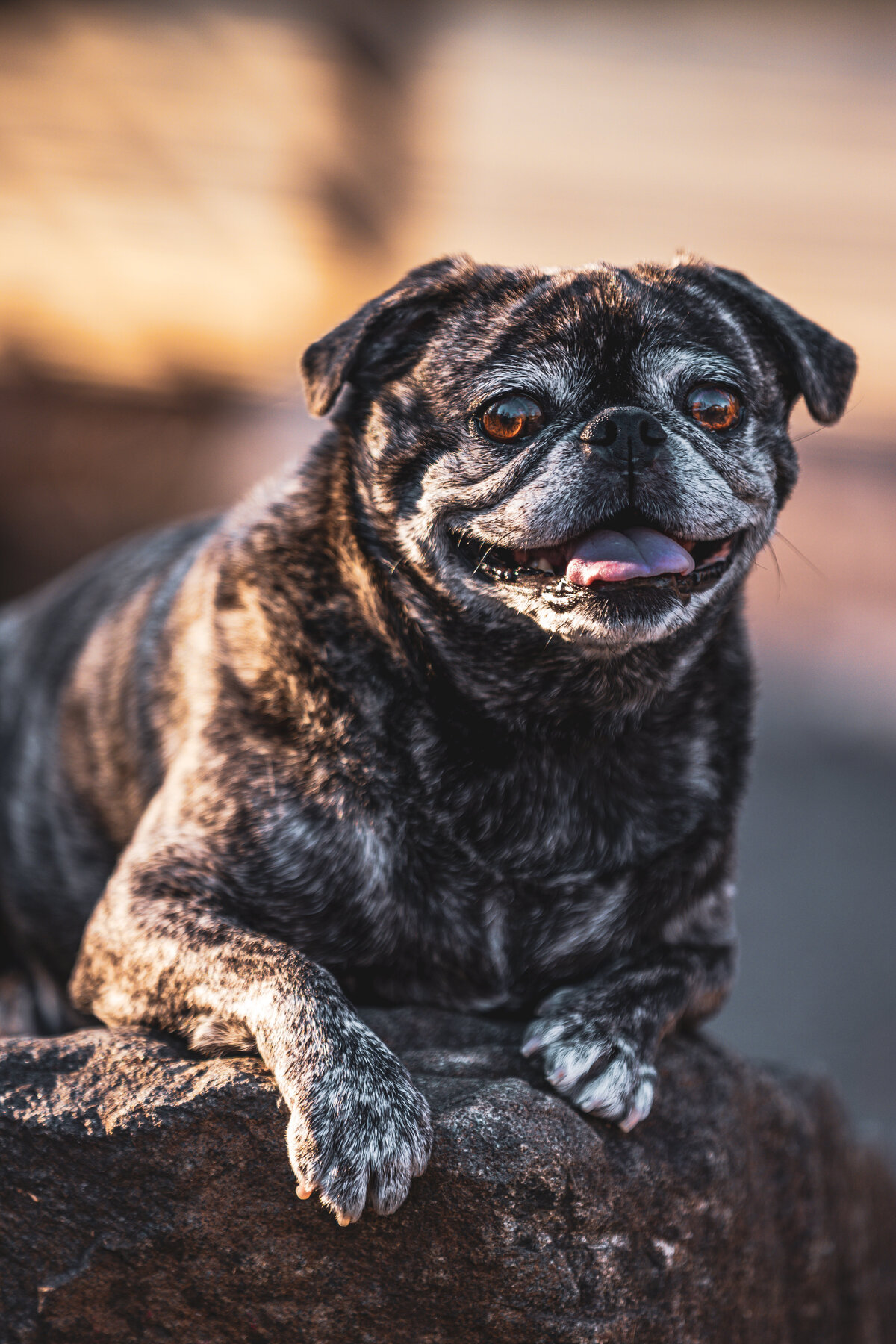 A brindle pug laying on a rock smiling.