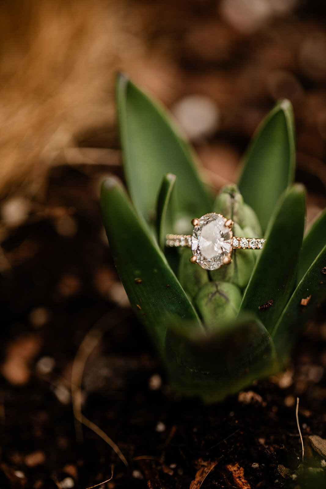 TaraandShaneEngagement-193_websize