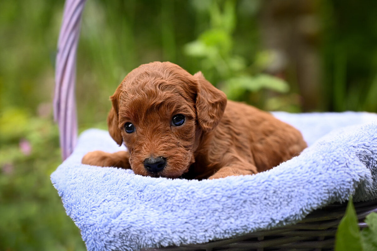 Heavenly Puppies to Love Cavapoo, Cockapoo, and Maltipoo Puppies Photo May 30 2024, 6 06 57 PM156