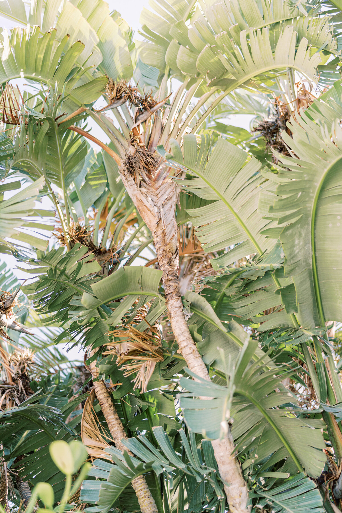 mckenzie and neeraj 0098