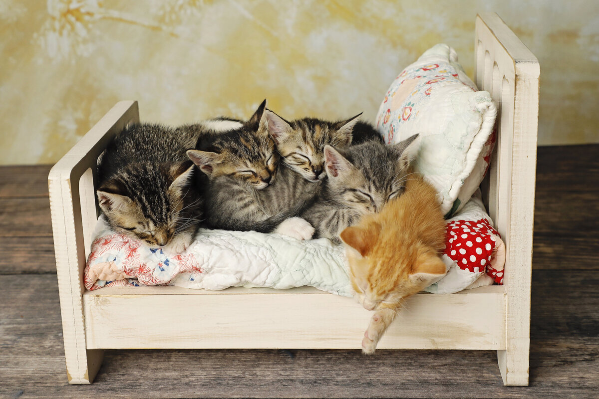 Farm Kittens 54