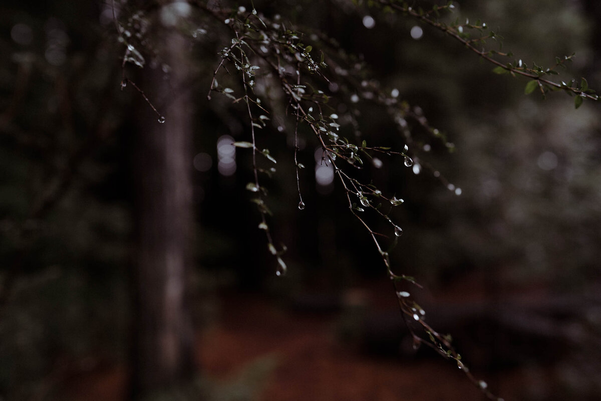 Emotive wedding photography Melbourne captures rain droplets on a branch.