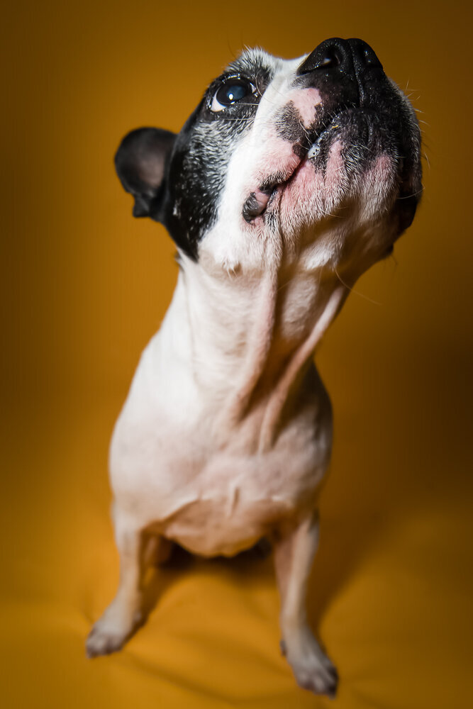dallas-fortworth-pet-photography-Tyrion-15