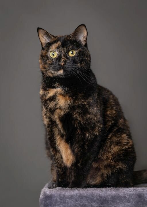 lilla-bordas-portraits-tampa-CAT-photographer1219