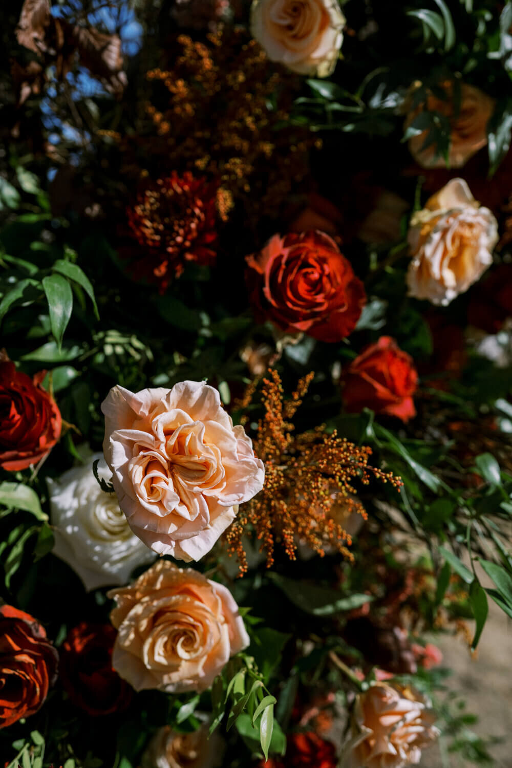 blush-and-burgundy-roses