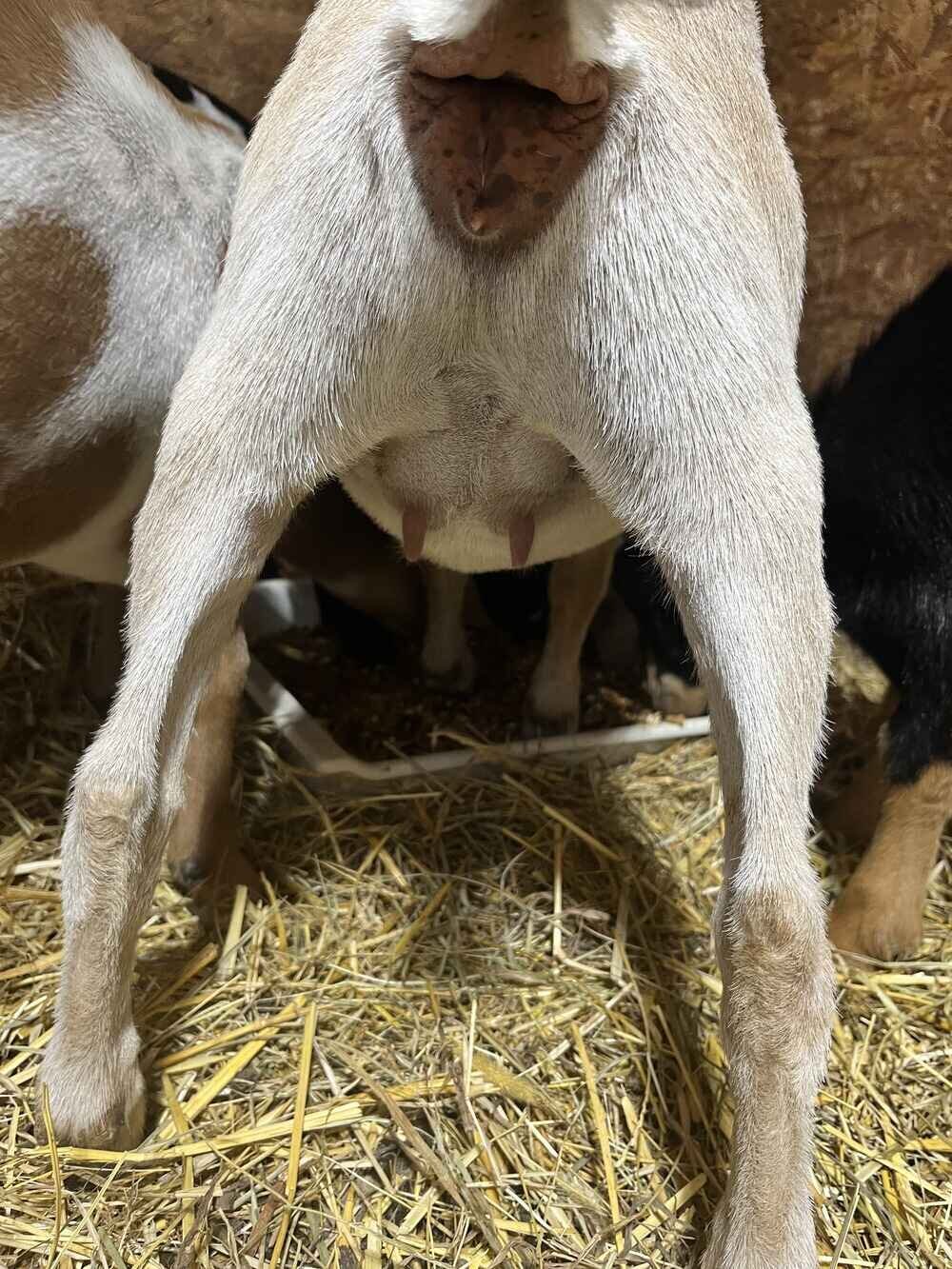 nigerian-dwarf-goat-perpetua-rear