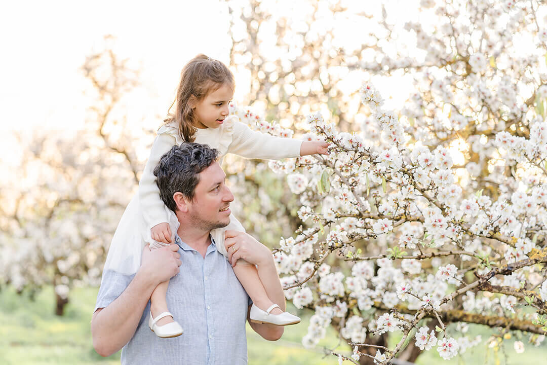 Father carrying daughter on shoulders picking plum in a Brisbane plum orchard.