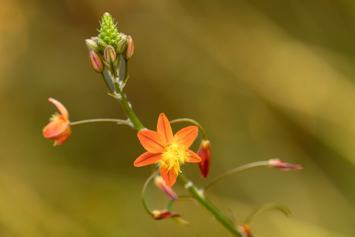 orange_bulbine_8849