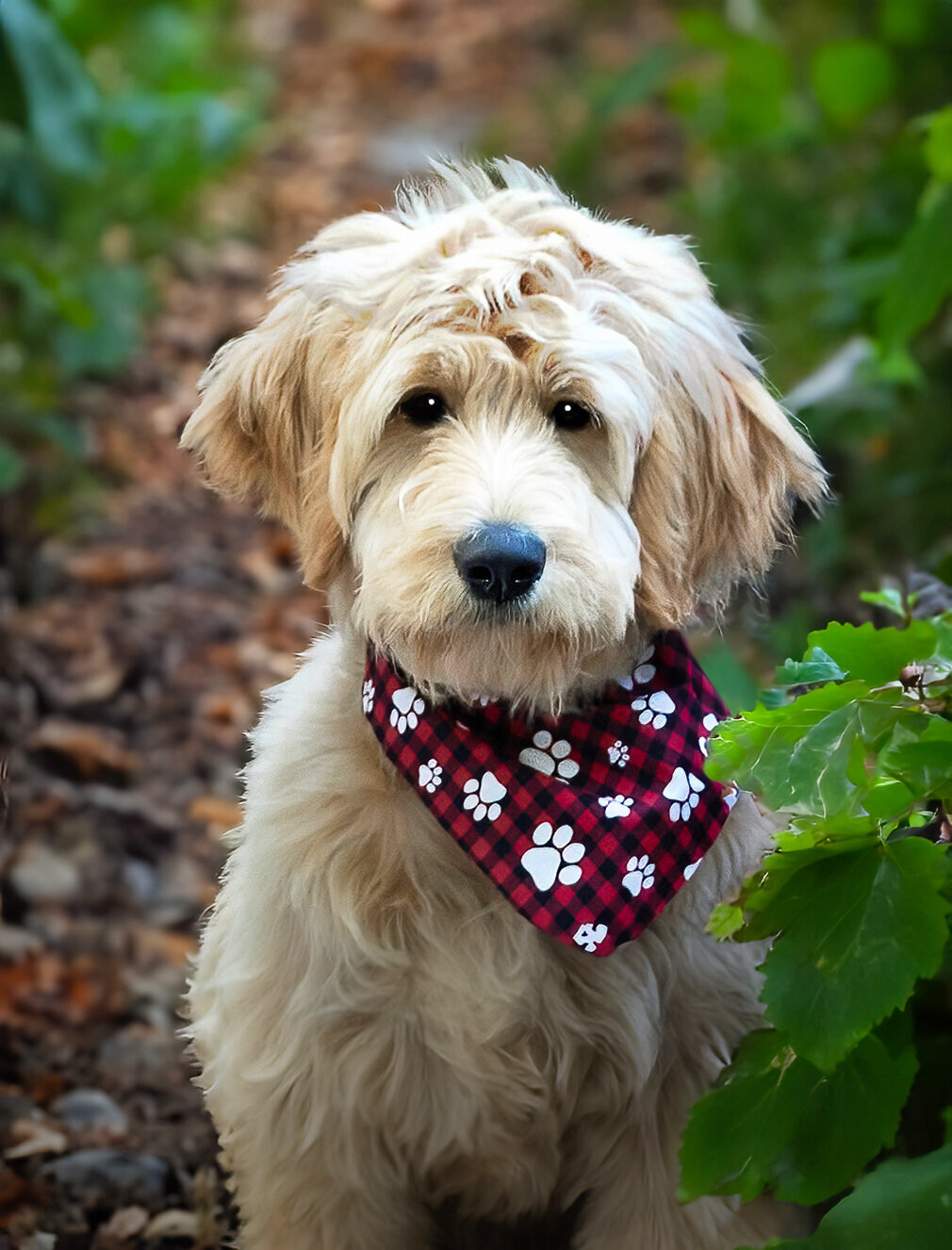 Outdoor pet photography session