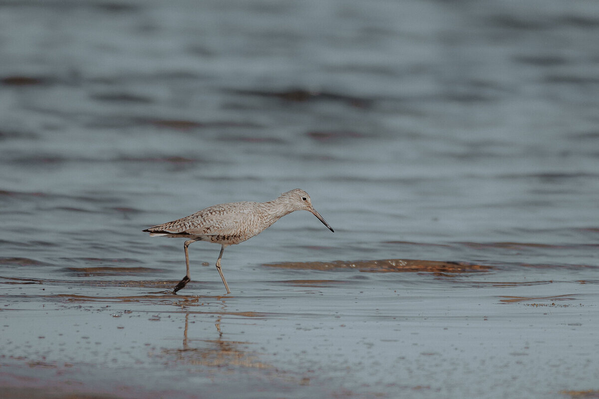 EDP Wildlife-220524-079