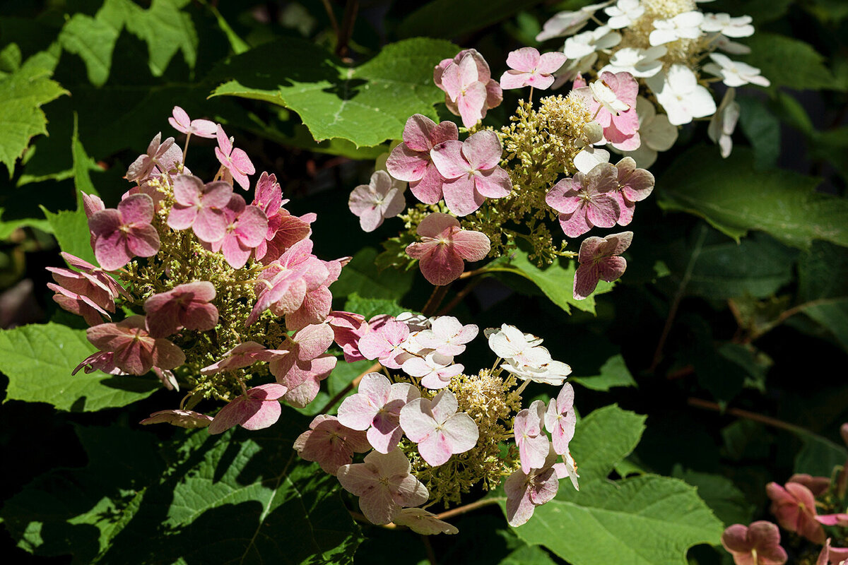 Close-up of pink and white hydrangea flowers in full bloom, surrounded by lush green leaves.