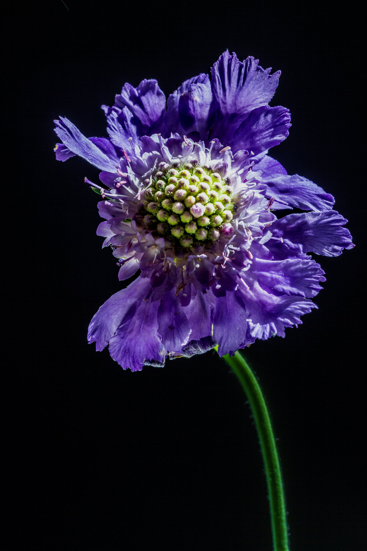 bachelor_ button_1509_C1