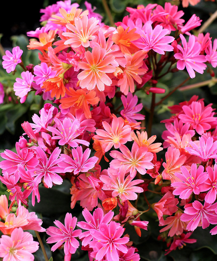 lewisia_sunset_strain_bloom-1