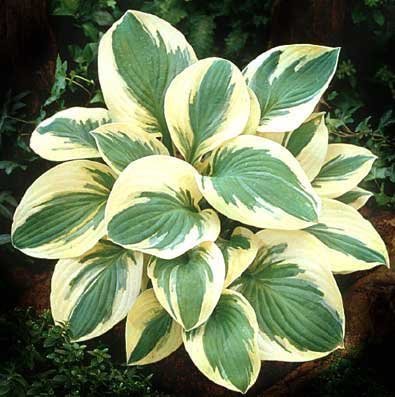 1Hosta-Pilgrim