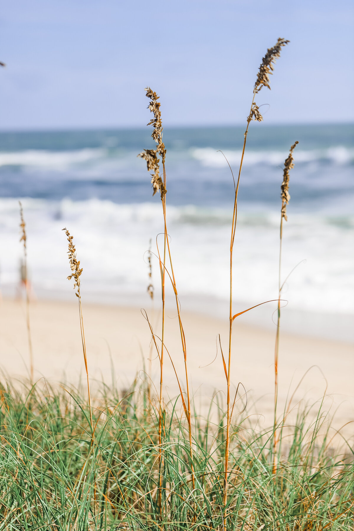 Dune Grass