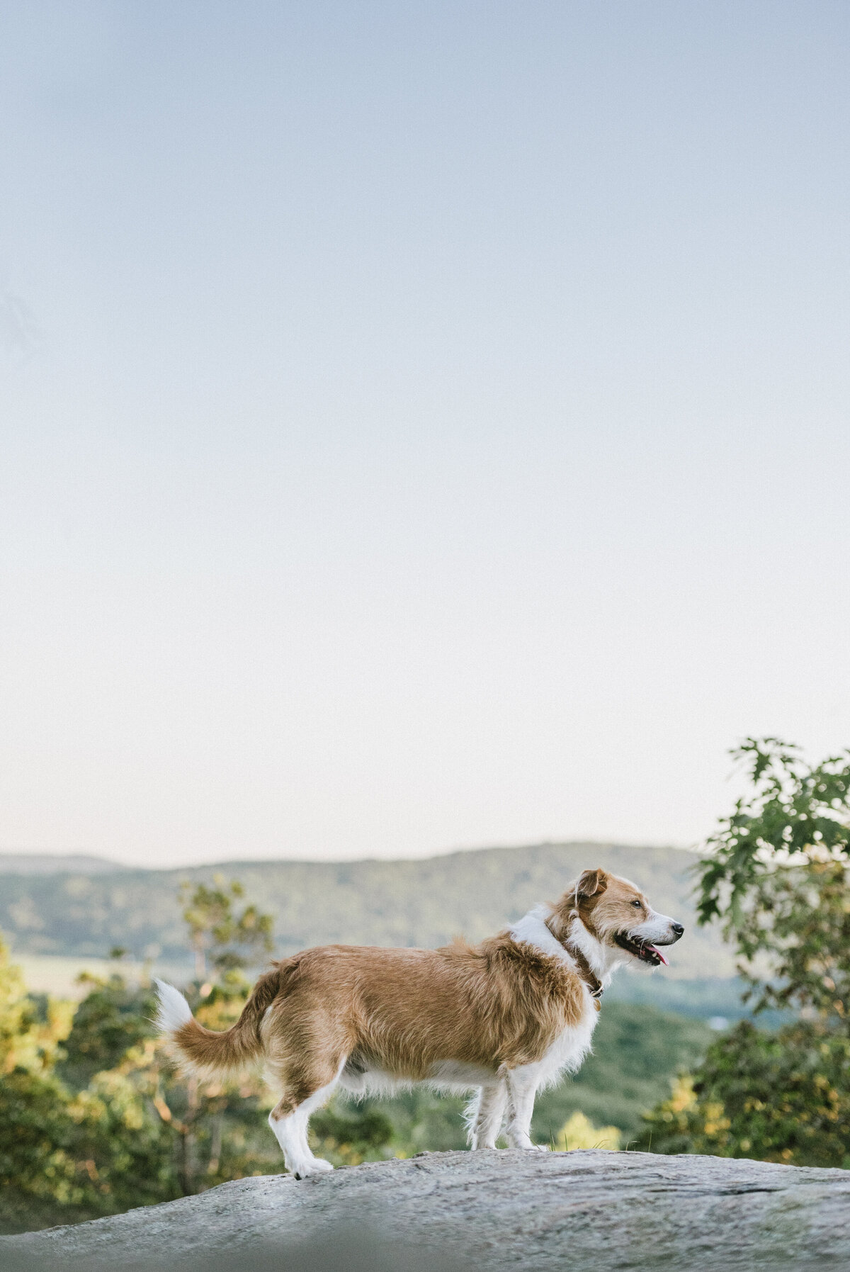 dog-rocks-photography-nj