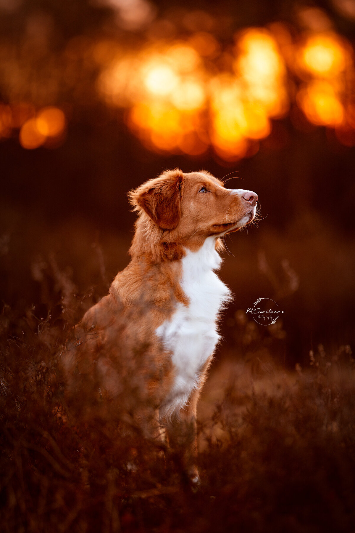 Toller liefdevol kijkend in de heide tijdens zonsopgang. 