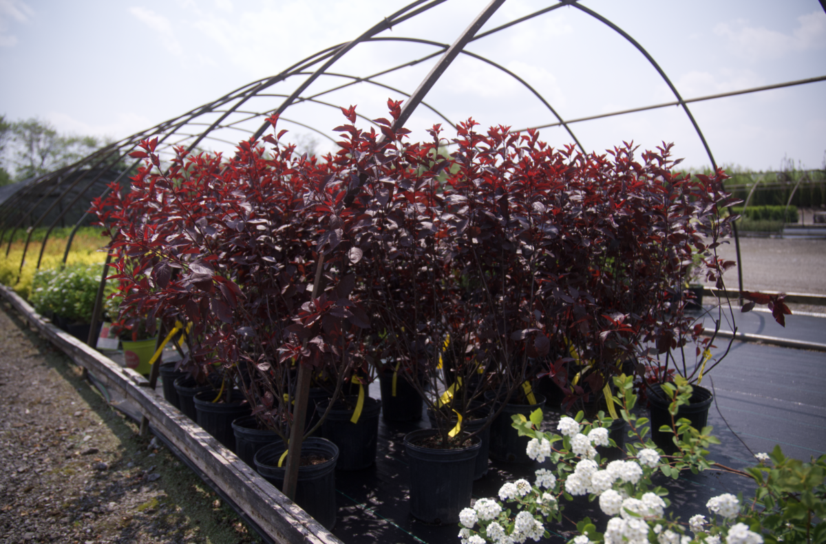 Screenshot 2025-07-18 at 8.09.06 AM