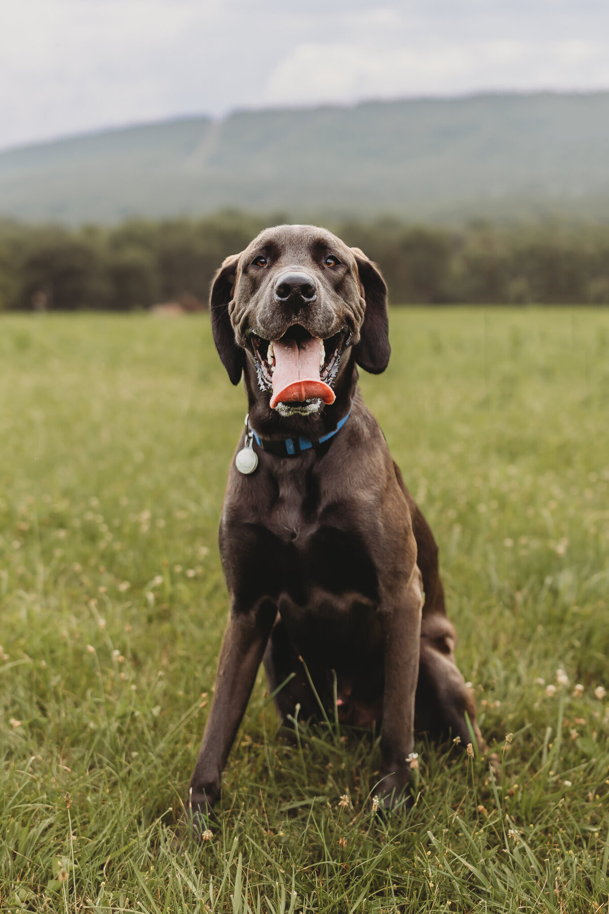 harrisburg-pet-photographer-7