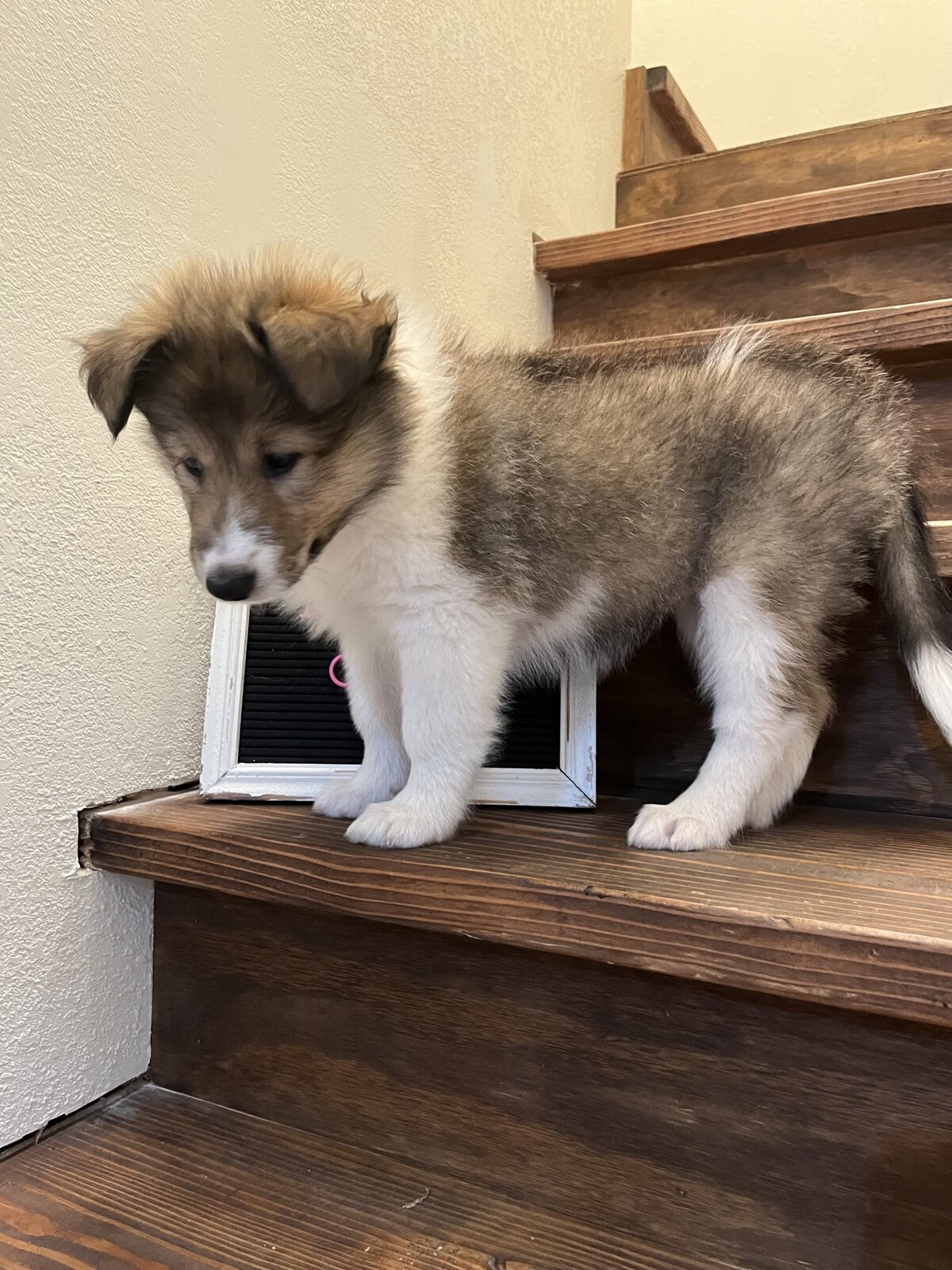 Zion 7.1