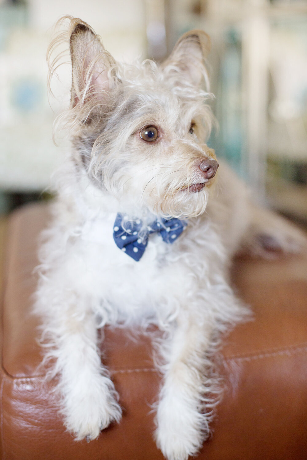 Dog-Jasper-hilarious-bowtie-Jax-Beach-Peaches-&-Teddy-Pet-Photography.jpg.