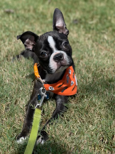 Tuxedo Pups Tuxedo Boston Bandana