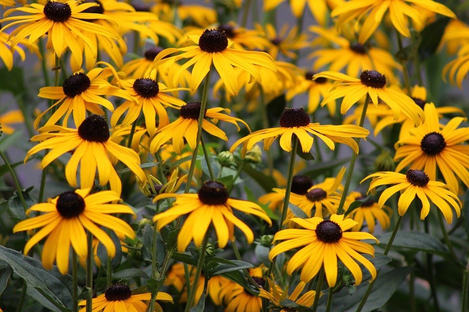 yellow-flowers-2535366_960_720