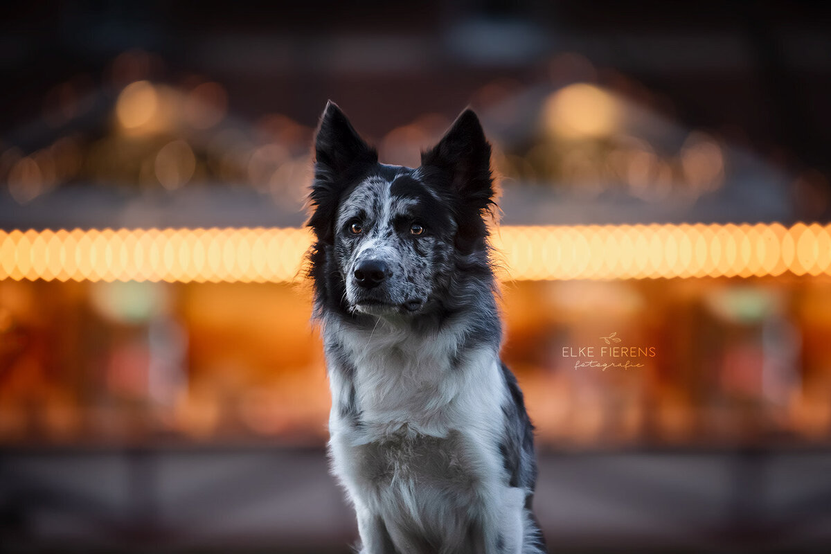 border collie - hondenfotograaf