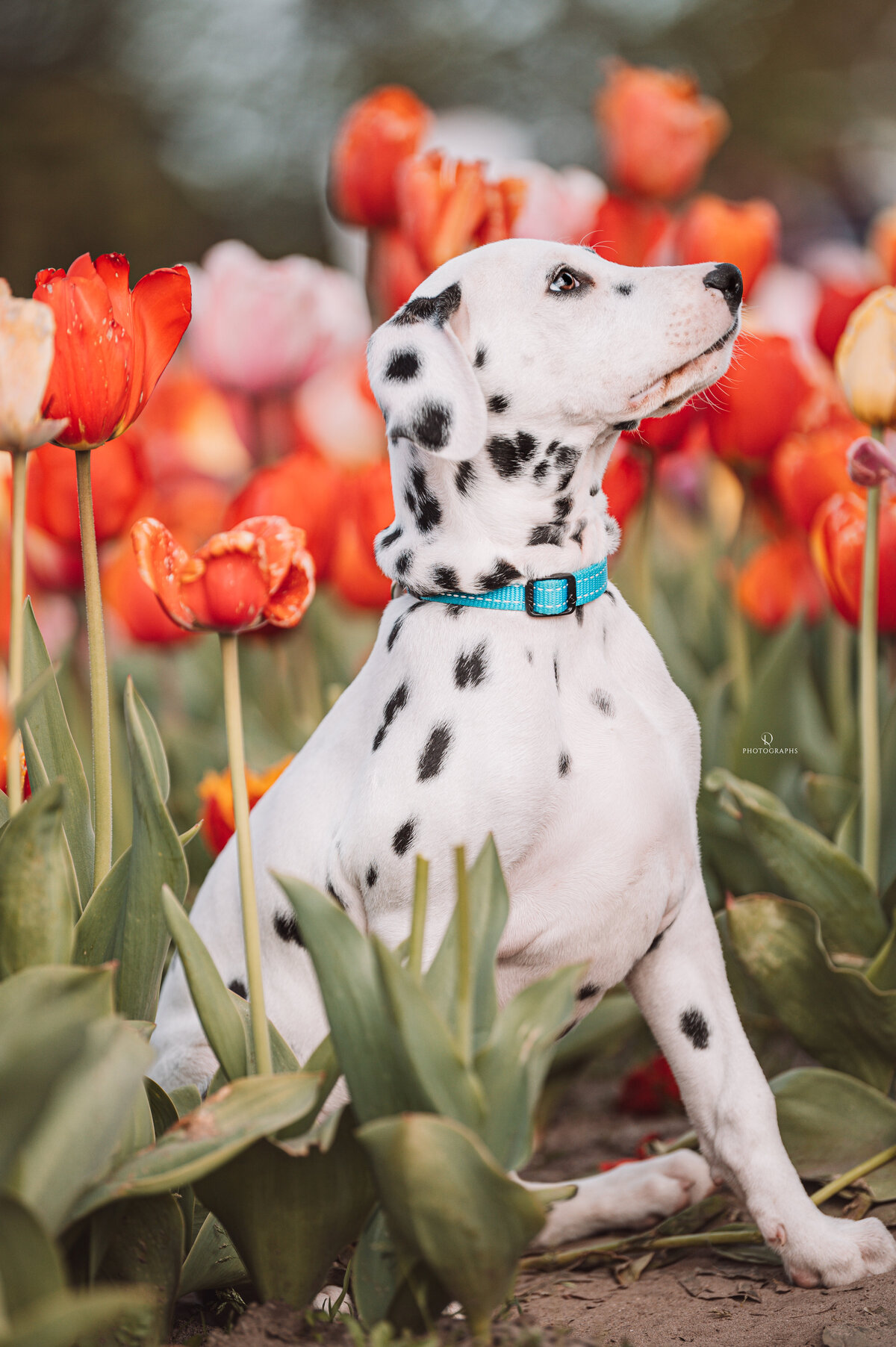Hondenfotografie tussen de tulpen