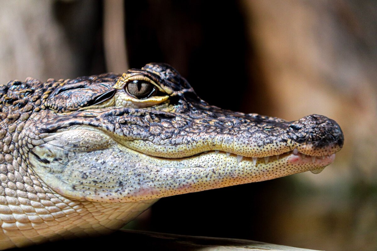 Alligator_Original-e5dc4de6-2500