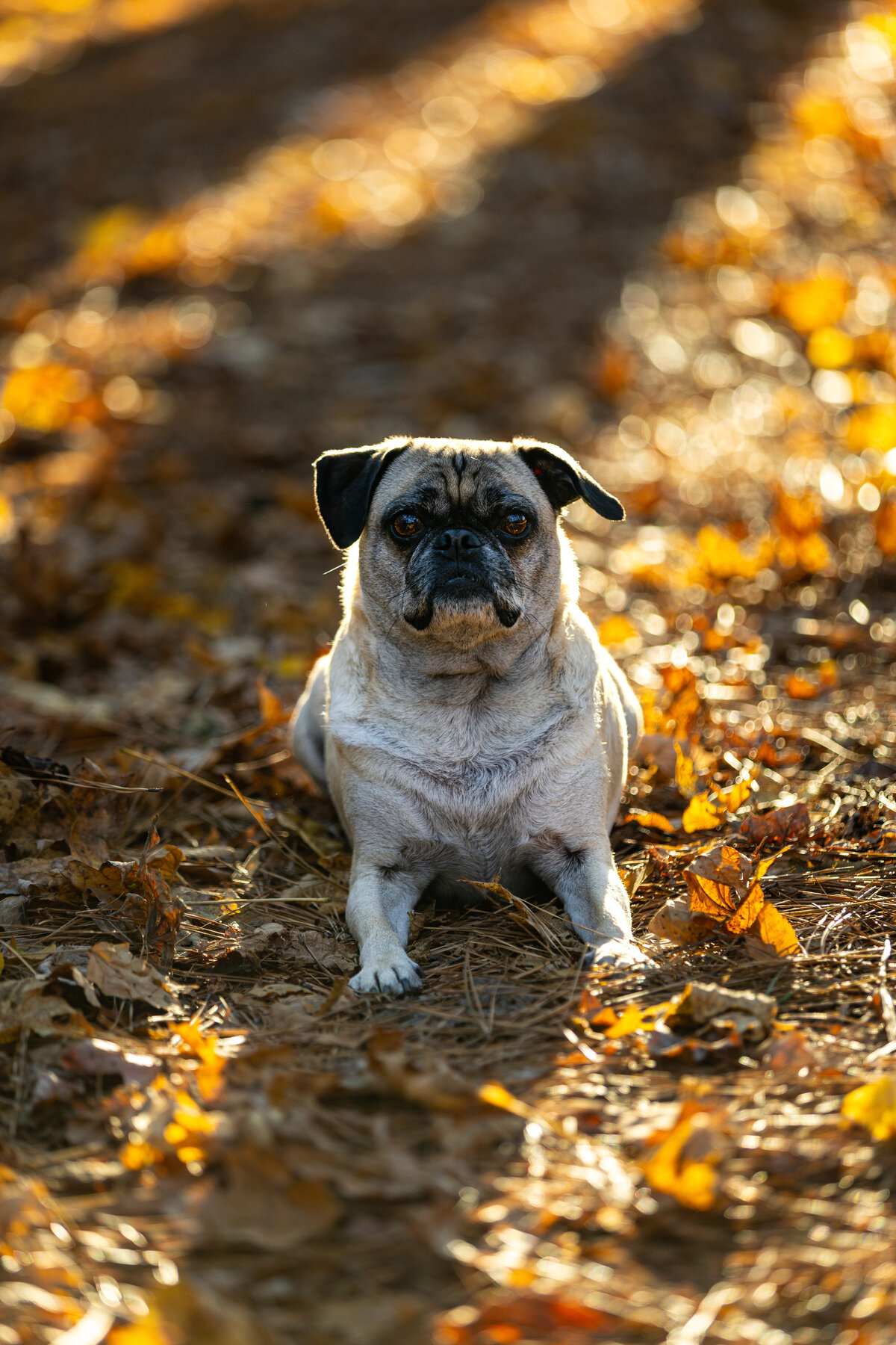 A fawn pug laying down in fall leaves.