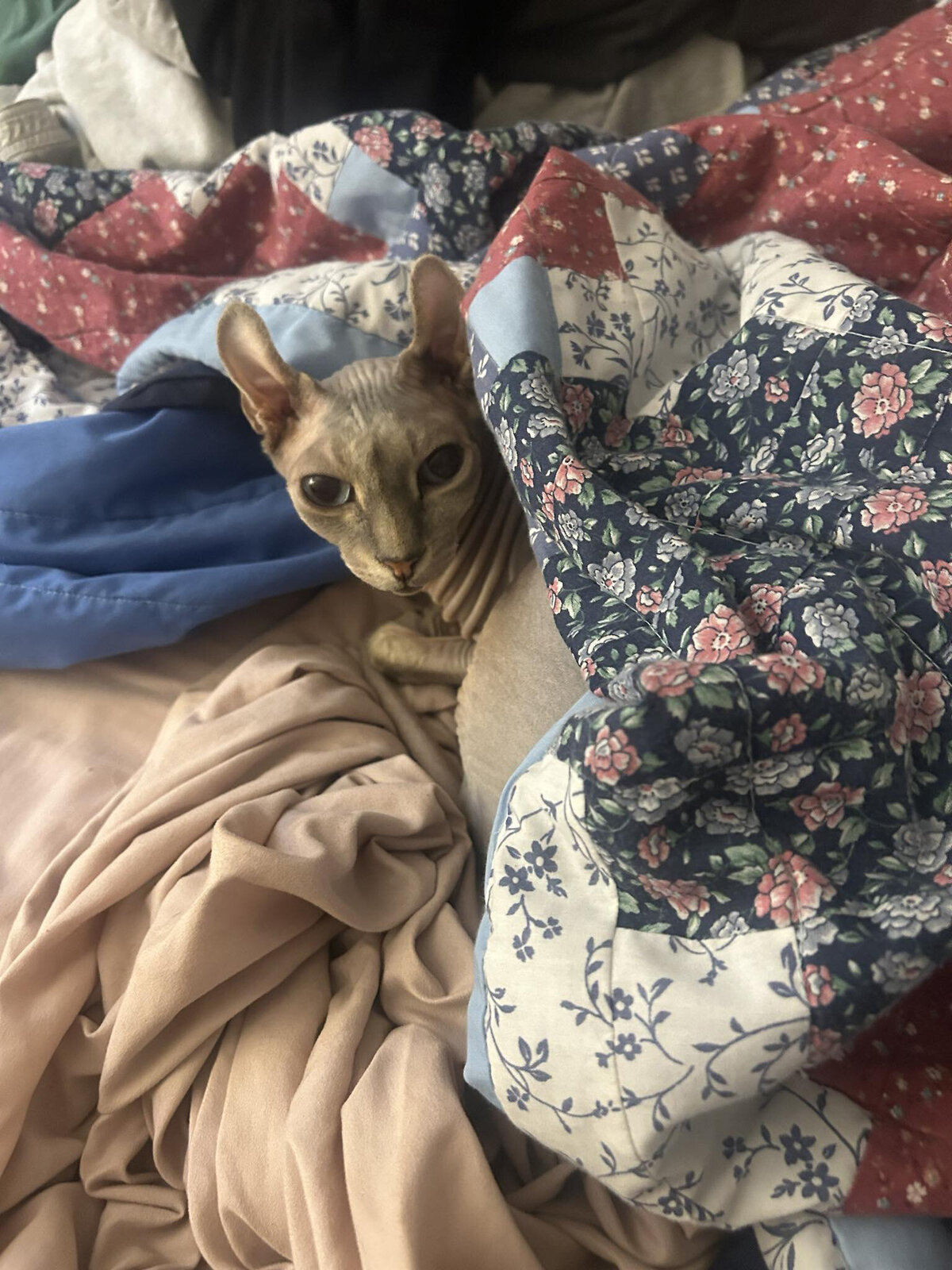 HamiltonToronto-PetSitting-016