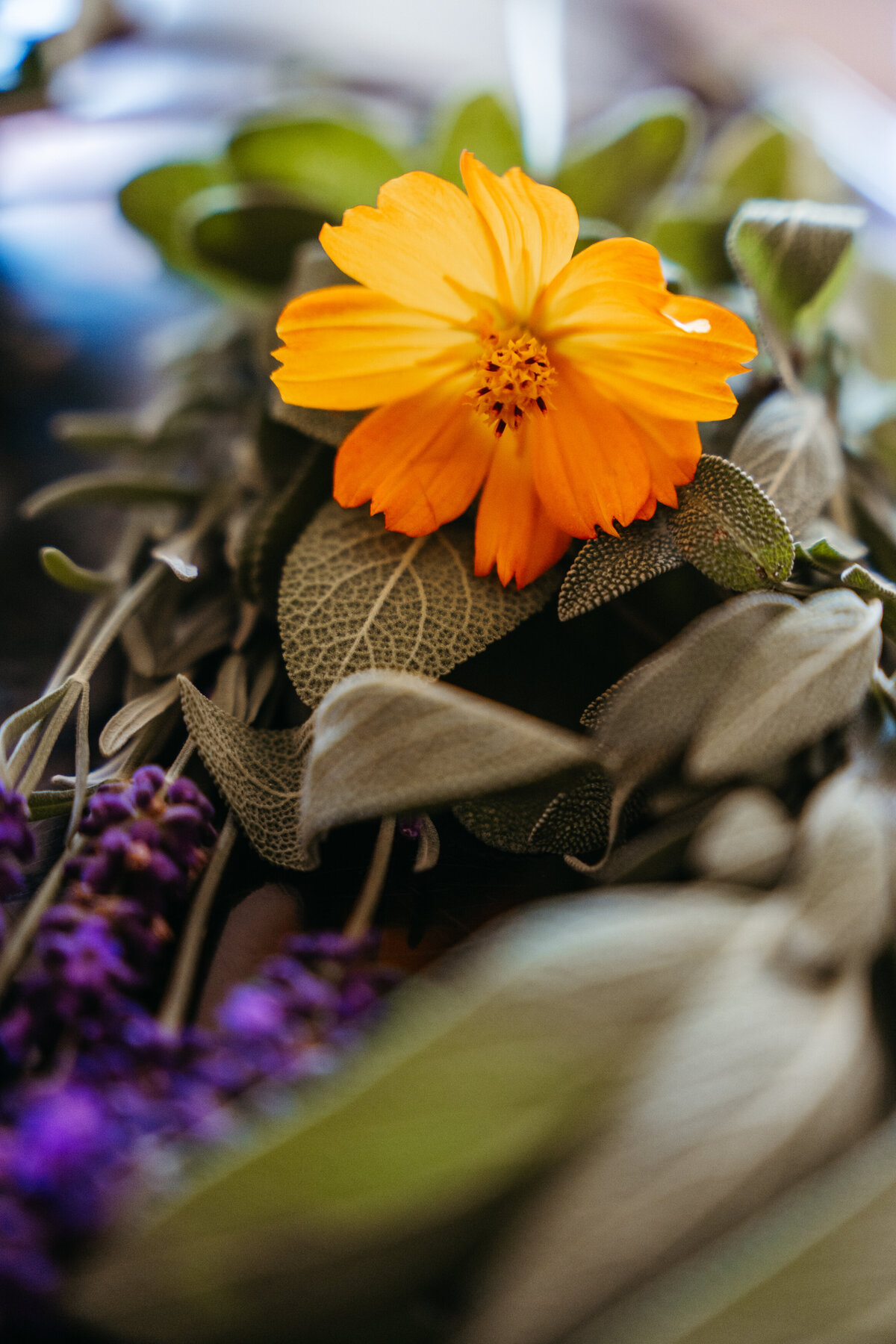 Close-up of orange and yellow flower with sage leaves