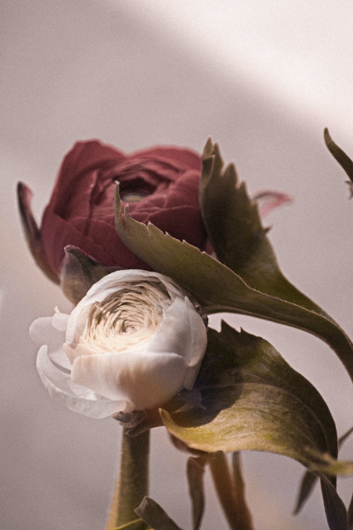 christina-deravedisian-MkTs9AHAE8w-unsplash
